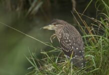 Landesmuseum: Sonderausstellung «Naturjuwel Haberfeld»