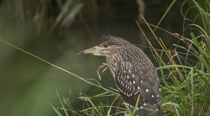 Landesmuseum: Sonderausstellung «Naturjuwel Haberfeld»