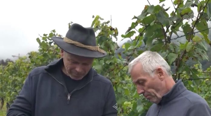 Einladung zur Traubenschau Gemeinde Vaduz