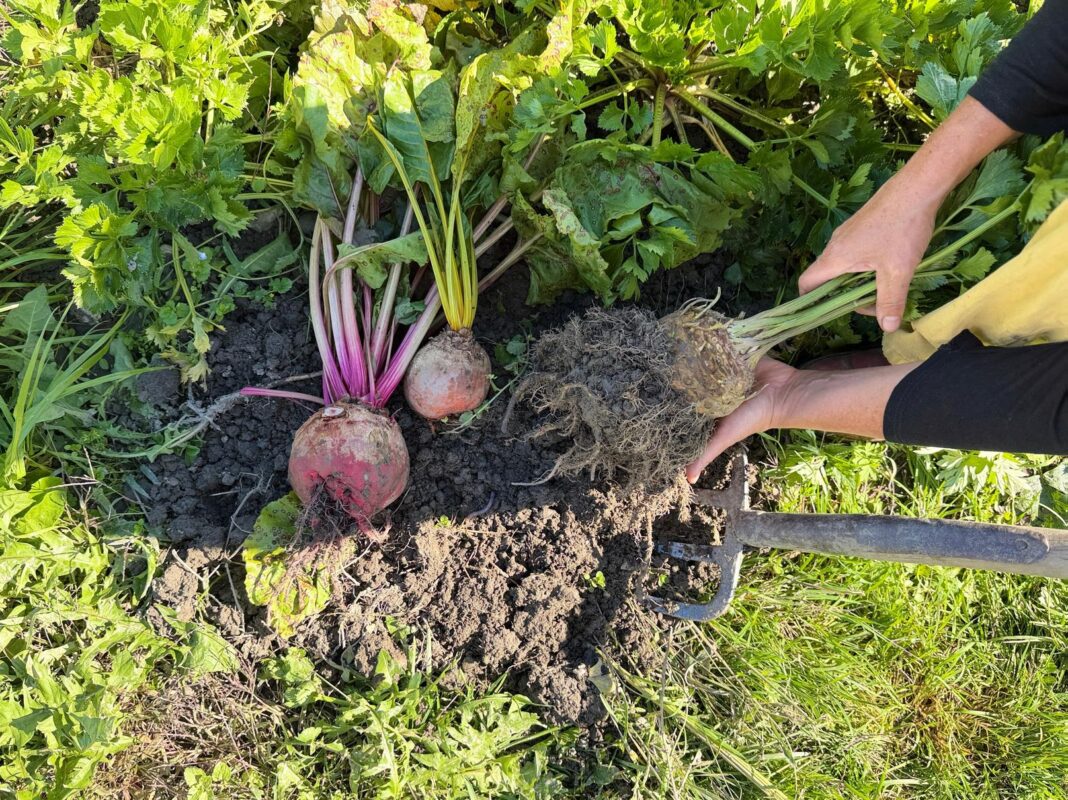 Gartenkooperative - Erde gut, alles gut