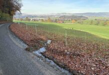 Jonschwil: Gülle ausgelaufen