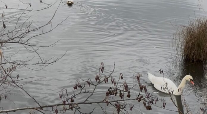 Schwäne am Egelsee Mauren