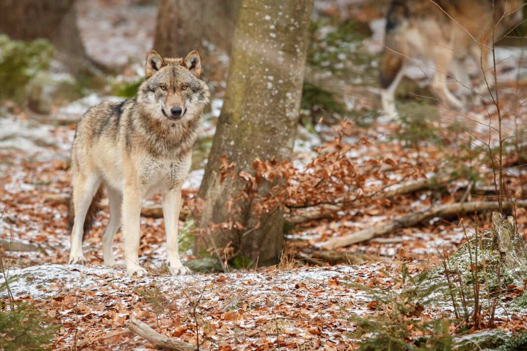 eurasian-wolf-is-standing-nature-habitat-bavarian-forest