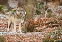Begegnung mit einem Wolf – richtiges Verhalten