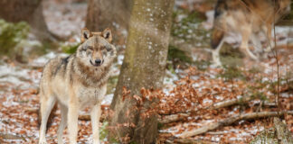 Begegnung mit einem Wolf – richtiges Verhalten