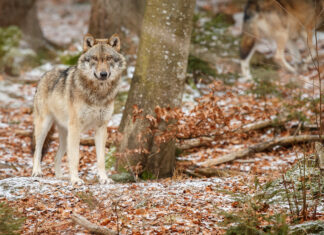 Begegnung mit einem Wolf – richtiges Verhalten