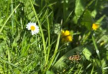 Bienen auf Nahrungssuche