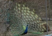 Der Blaue Pfau: Zu bewundern im Vogelparadies Mauren