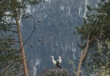 Nestbau eines Klapperstorch-Pärchens in Mauren