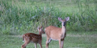 Rücksicht in der Natur: Leinenpflicht beachten, Wildtiere schützen