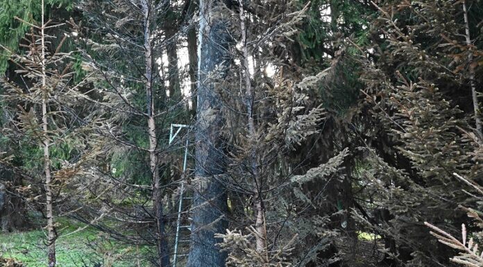Hochsitz in Brand –vorsätzliche Brandverursachung