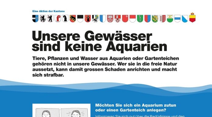 Aquarium- und Gartenteichlebewesen gehören nicht in unsere Gewässer