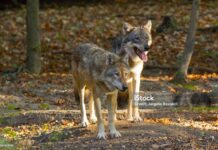 Nachweis eines Wolfspaares mit laktierender Wölfin