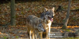 Nachweis eines Wolfspaares mit laktierender Wölfin