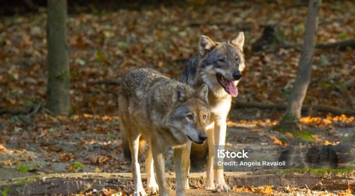 Nachweis eines Wolfspaares mit laktierender Wölfin