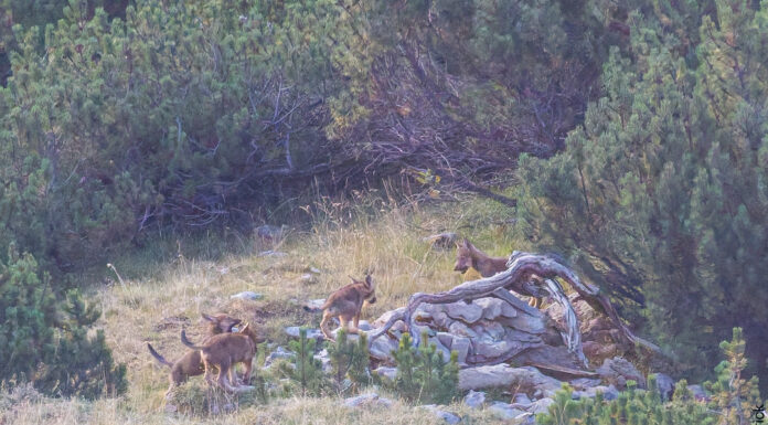 Nachwuchs bei Wolfspaar bestätigt – Falknisrudel