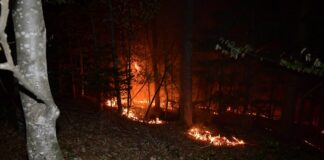 In Ermenswil hat Wald gebrannt -Brandursache unklar