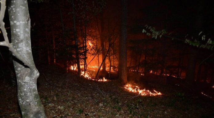 In Ermenswil hat Wald gebrannt -Brandursache unklar