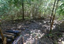 Waldbrand rasch gelöscht