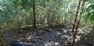 Waldbrand rasch gelöscht