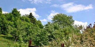 Zeugenaufruf – Mehrere Einbruchdiebstähle in Schrebergärten