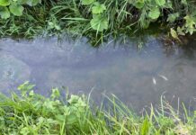 Neuhaus: Bach verschmutzt – Fische gestorben