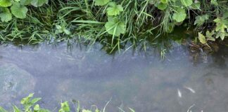 Neuhaus: Bach verschmutzt – Fische gestorben