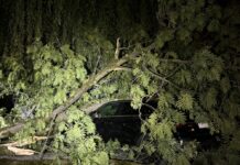 Goldach: Baum auf Auto gestürzt