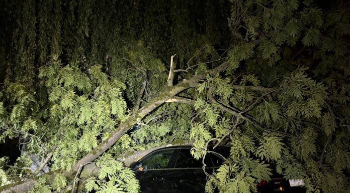 Goldach: Baum auf Auto gestürzt