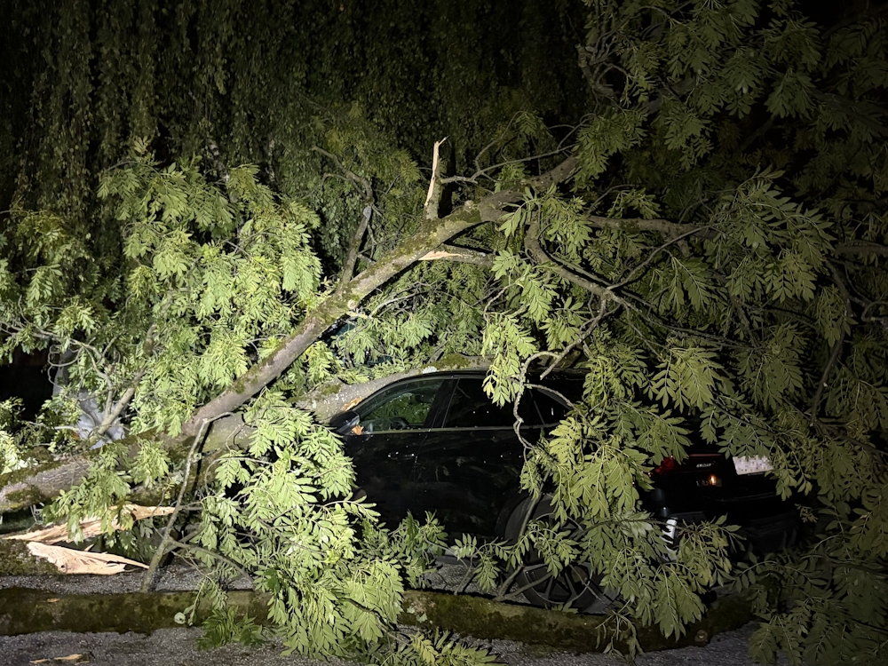 Goldach_Baum_1_T