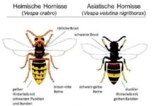Erstnachweis der Asiatischen Hornisse in Liechtenstein: