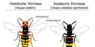 Erstnachweis der Asiatischen Hornisse in Liechtenstein: