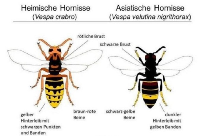 Asiatiasche Hornisse. Okto.2026 ertmals nachgewiesen inFL-Bild1