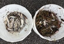 Widnau: Fischsterben in der Ländernach