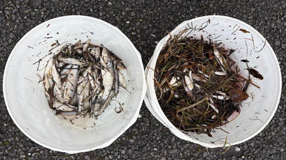 TITEL tote fische
